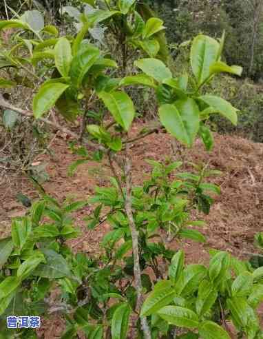 大树普洱茶：揭示其特别的用价值与功效