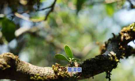 普洱茶招湖南省代理-普洱茶招湖南省代理吗