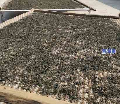 深入熟悉大树普洱茶：制作过程图片欣赏与用价值解析