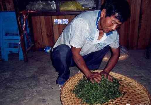 大树普洱茶制作过程图片-大树普洱茶制作过程图片大全