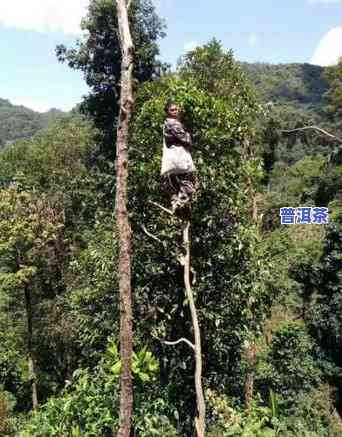 易武普洱茶品质怎样鉴别-易武普洱茶品质怎样鉴别真假