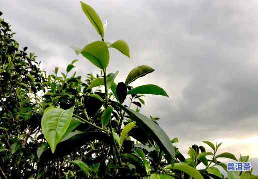 普洱茶种植历史记录表，探索普洱茶的千年种植历史：一份详细记录表