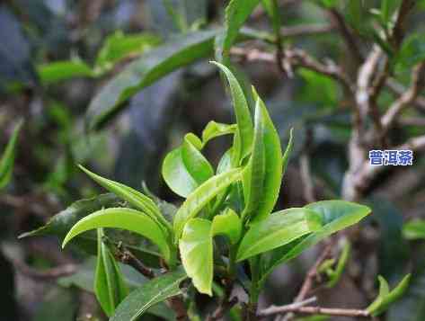 普洱茶是绿色食品么吗，探讨普洱茶的绿色属性：它是不是真的是绿色食品？