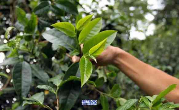 刮风寨普洱茶树龄分类：特点与价格全解析