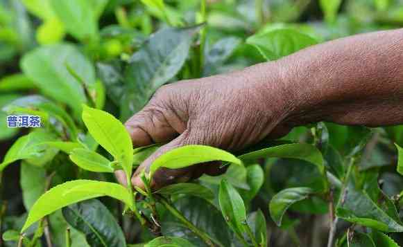 普洱茶种植方法详解：技术与视频全攻略