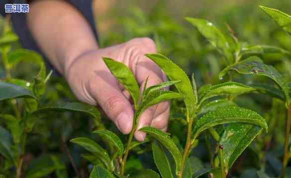 普洱茶叶种植，探究普洱茶叶种植的奥秘与技巧