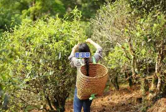 北方气候存储普洱茶好吗，探究北方气候对普洱茶存储的作用：适合吗？