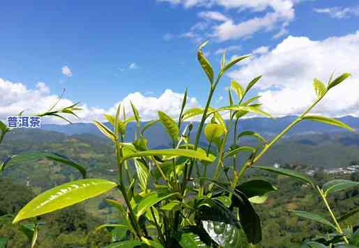 基诺山茶厂的普洱好吗，探究基诺山茶厂的普洱茶品质：是不是值得购买？