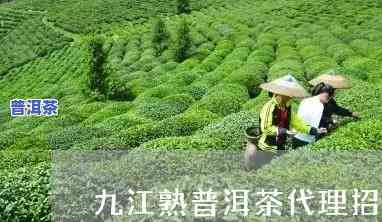 九江普洱茶招商加盟电话，九江普洱茶招商加盟电话：发掘财富商机，品味健康生活！