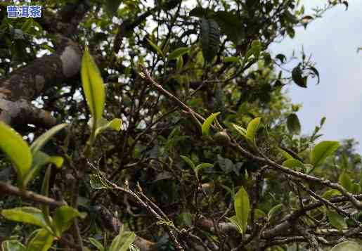 古树普洱茶大全，探索古树普洱茶的魅力：一本全面的大全指南