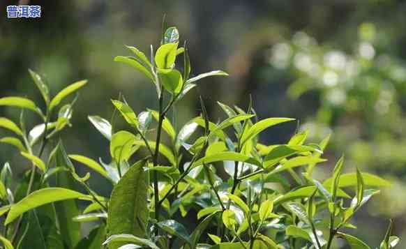 普洱茶的种植条件：作用品质的关键因素