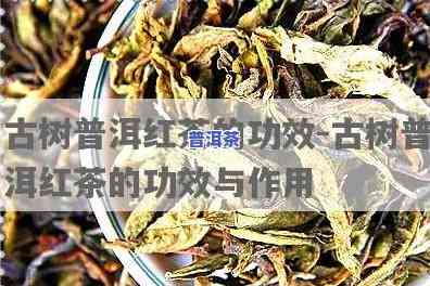 全面解析普洱古树茶的功效与作用及其禁忌