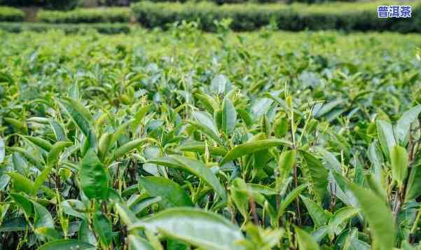 普洱茶叶种植，深入解析：普洱茶叶的种植过程与技巧