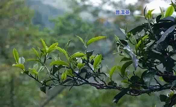 普洱古树茶是什么茶，探秘古老韵味：普洱古树茶的起源与特点