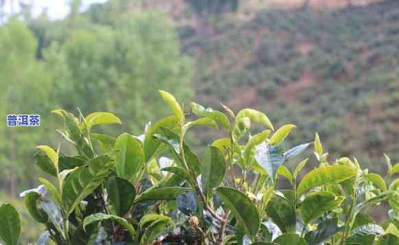 普洱茶有种植吗-普洱茶有种植吗