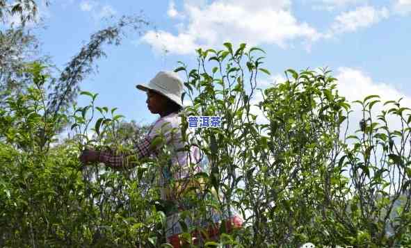 普洱茶越喝越甜好不好呢怎么回事，探讨普洱茶越喝越甜的起因与是不是好喝