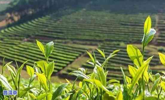 普洱茶的种植面积，探究茶叶王国：普洱茶种植面积的发展与作用