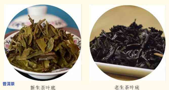 普洱茶：怎样准确分辨新旧茶叶？全图解 价格一览