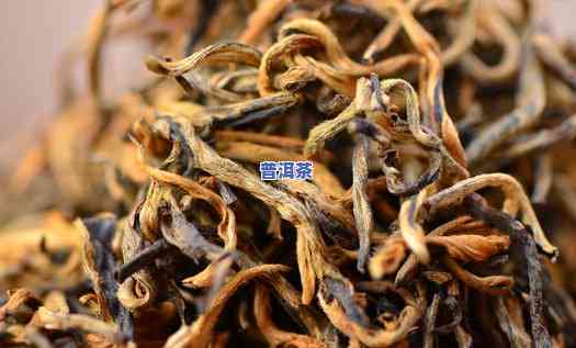 古树普洱属于红茶吗-古树普洱属于红茶吗还是绿茶