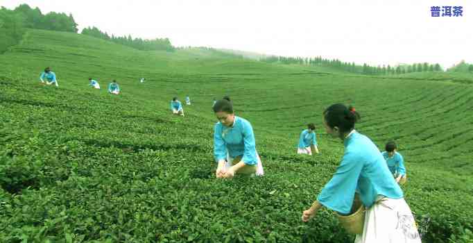 普洱茶怎样分辨新旧茶叶-普洱茶怎样分辨新旧茶叶的区别