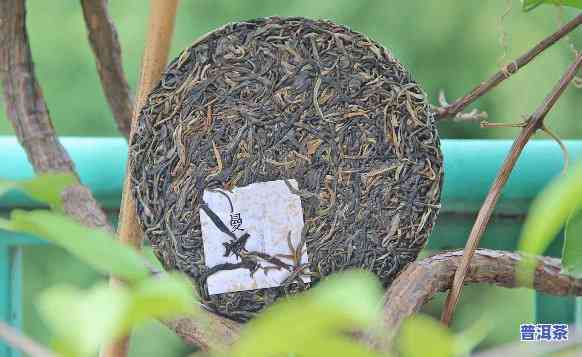 古树普洱茶日常用法视频大：详解茶叶冲泡技巧与品鉴方法