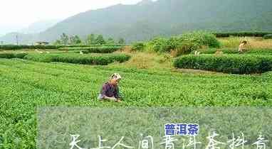 天上人间普洱茶代理-天上人间普洱茶375克