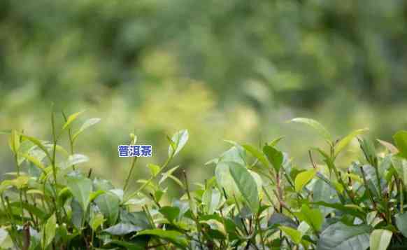 普洱茶树苗可以种吗，种植指南：普洱茶树苗的栽培方法与技巧