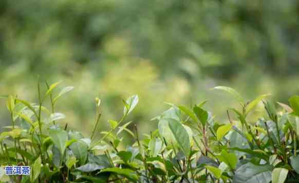 普洱茶能人工种植吗-普洱茶能人工种植吗视频