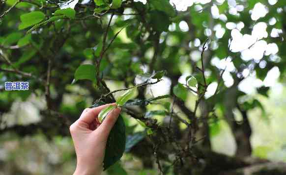 大树普洱茶制作工艺视频大全教程