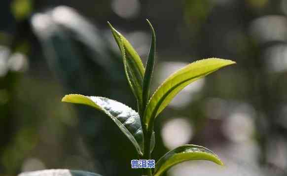 深山老树普洱茶，品味原始韵味：探秘深山老树普洱茶的世界