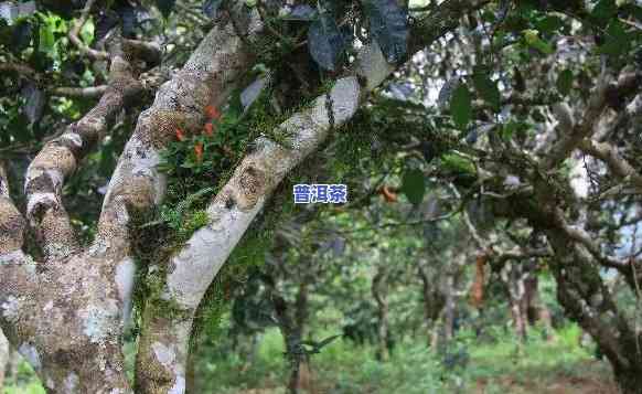 更好的普洱茶产地，探秘更佳普洱茶产地，品味无穷韵味！