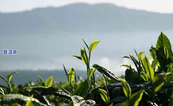 更好的普洱茶产地，探秘更佳普洱茶产地，品味无穷韵味！