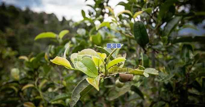 探究最早种植的普洱茶品种及其名称