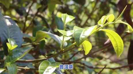 普洱茶代理商进货价-普洱茶代理的坑