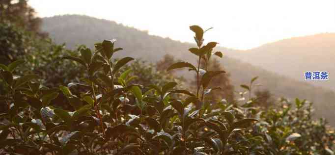 三明普洱茶招商电话，寻找商机？拨打三明普洱茶招商电话，开启茶叶事业新篇章！