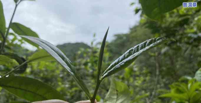 普洱茶：全是台地茶吗？详解起因与事实