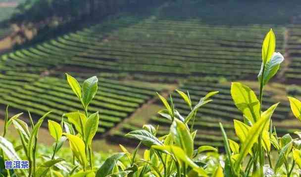 普洱茶口感不如台地茶好的起因，揭秘：为什么普洱茶的口感不如台地茶好？