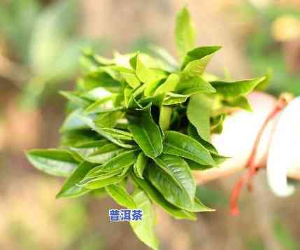 台地普洱茶能越陈越香吗，揭秘：台地普洱茶能否越陈越香？