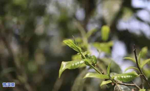 普洱茶香精，探索普洱茶的香气：揭秘普洱茶香精的秘密