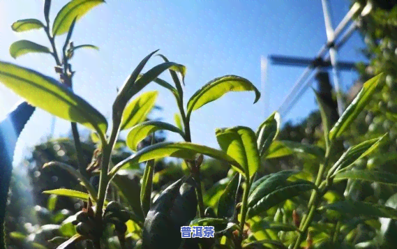 普洱茶种植是不是能加香？探讨起因及视频解析