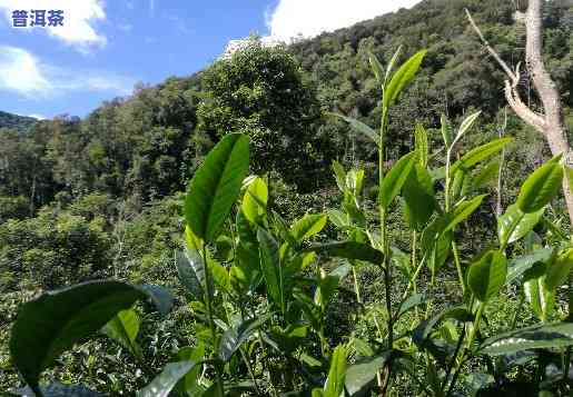 普洱茶种植是不是能加香？探讨起因及视频解析