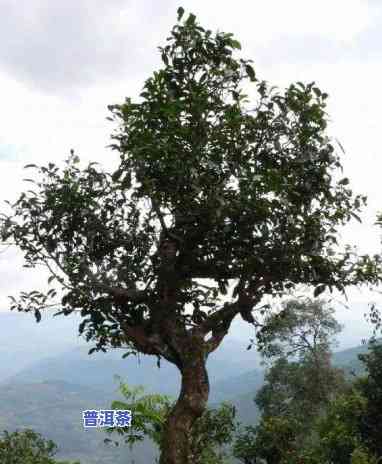 普洱茶茶王树产地、生长环境与购买指南