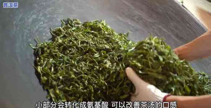 普洱茶含多少蛋白质高？详细解析