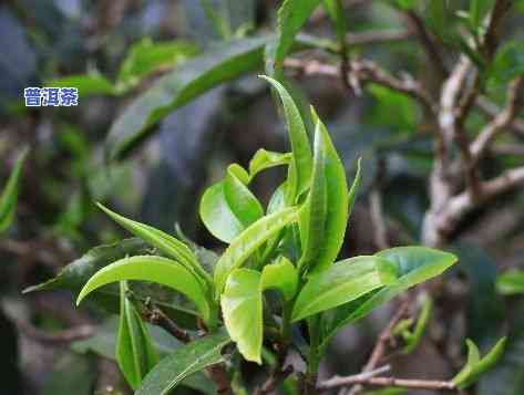 布朗山的普洱茶怎么样，探秘普洱茶的魅力：解析布朗山普洱茶的特点与品质