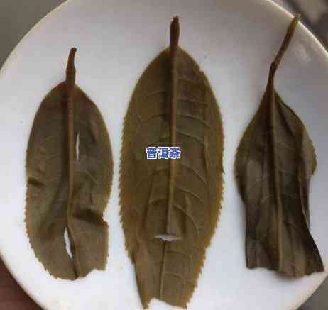 揭示普洱茶代理骗局：全揭露！