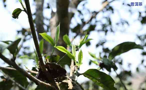 干旱普洱茶：口感提升还是品质下降？探讨其饮用风险与适宜条件