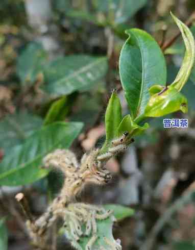 干旱普洱茶：口感提升还是品质下降？探讨其饮用风险与适宜条件