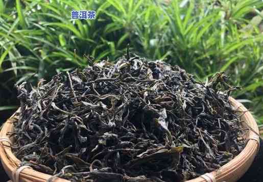 干旱普洱茶：口感提升还是品质下降？探讨其饮用风险与适宜条件