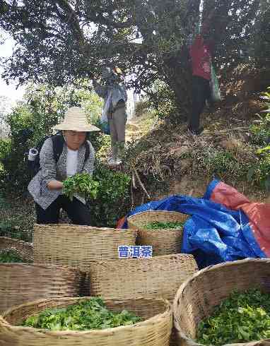 探究普洱茶手工制作与机器制作的区别及特点