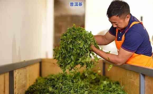 云南老仓茶业，品味云南：探索老仓茶业的精髓